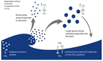 Sea spray driven CO2 efflux: modeling the effect of sea spray evaporation on carbonate chemistry and air-sea gas exchange