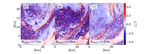 Langmuir circulations transfer kinetic energy from submesoscales and larger scales to dissipative scales